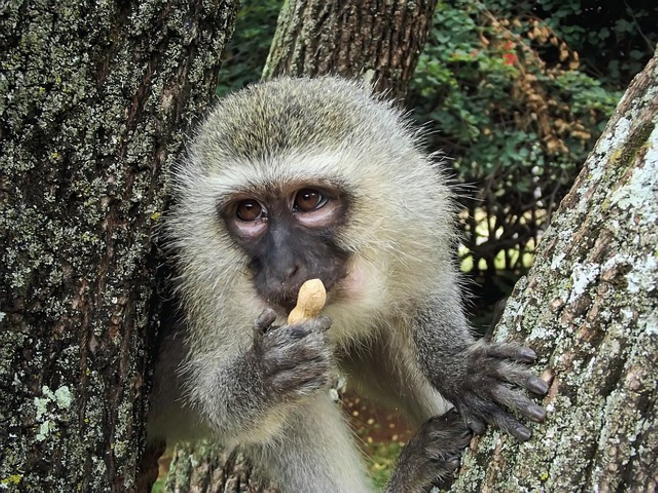 सपने में बंदर को खाना खिलाना ‌‌‌अर्थ ,मतलब और व्याख्या - cool thoughts