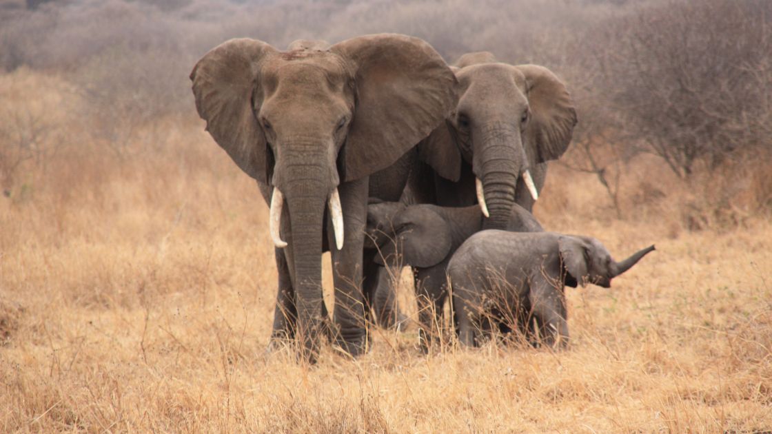 seeing dead elephant in dream