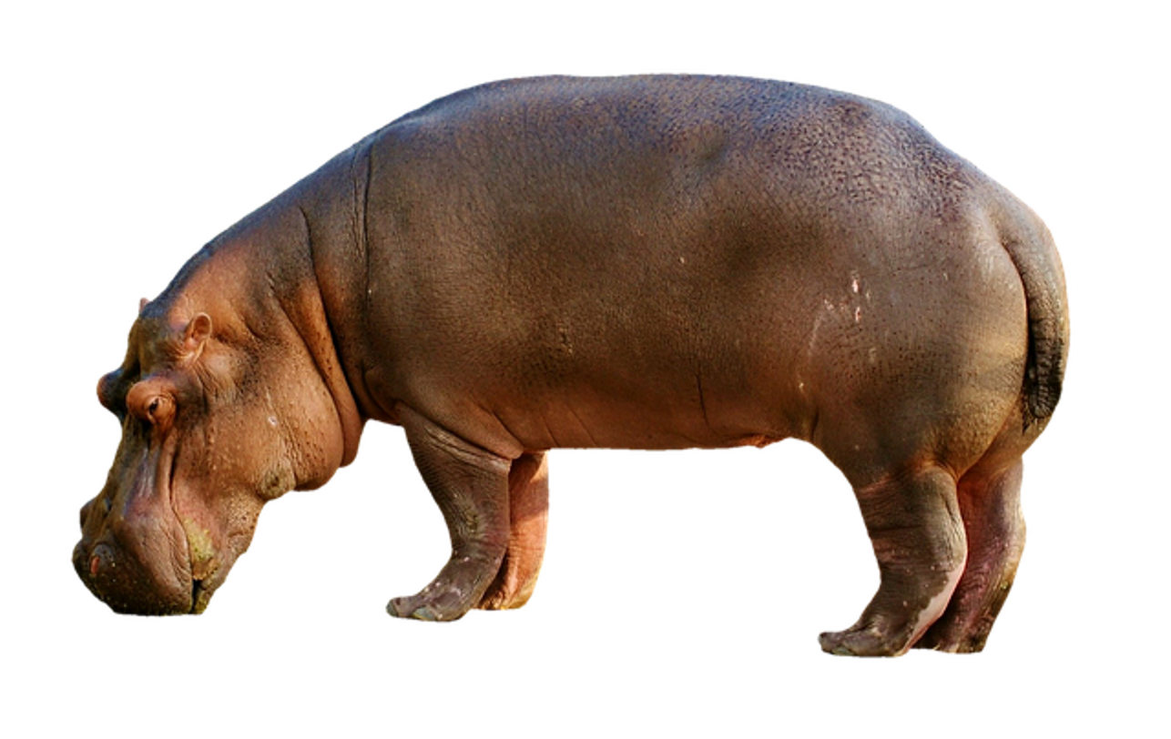 जंगली जानवरों के नाम top 15 wild animals name in hindi or english - cool thoughts जंगली जानवरों के नाम top 15 wild animals name in hindi or english - cool thoughts