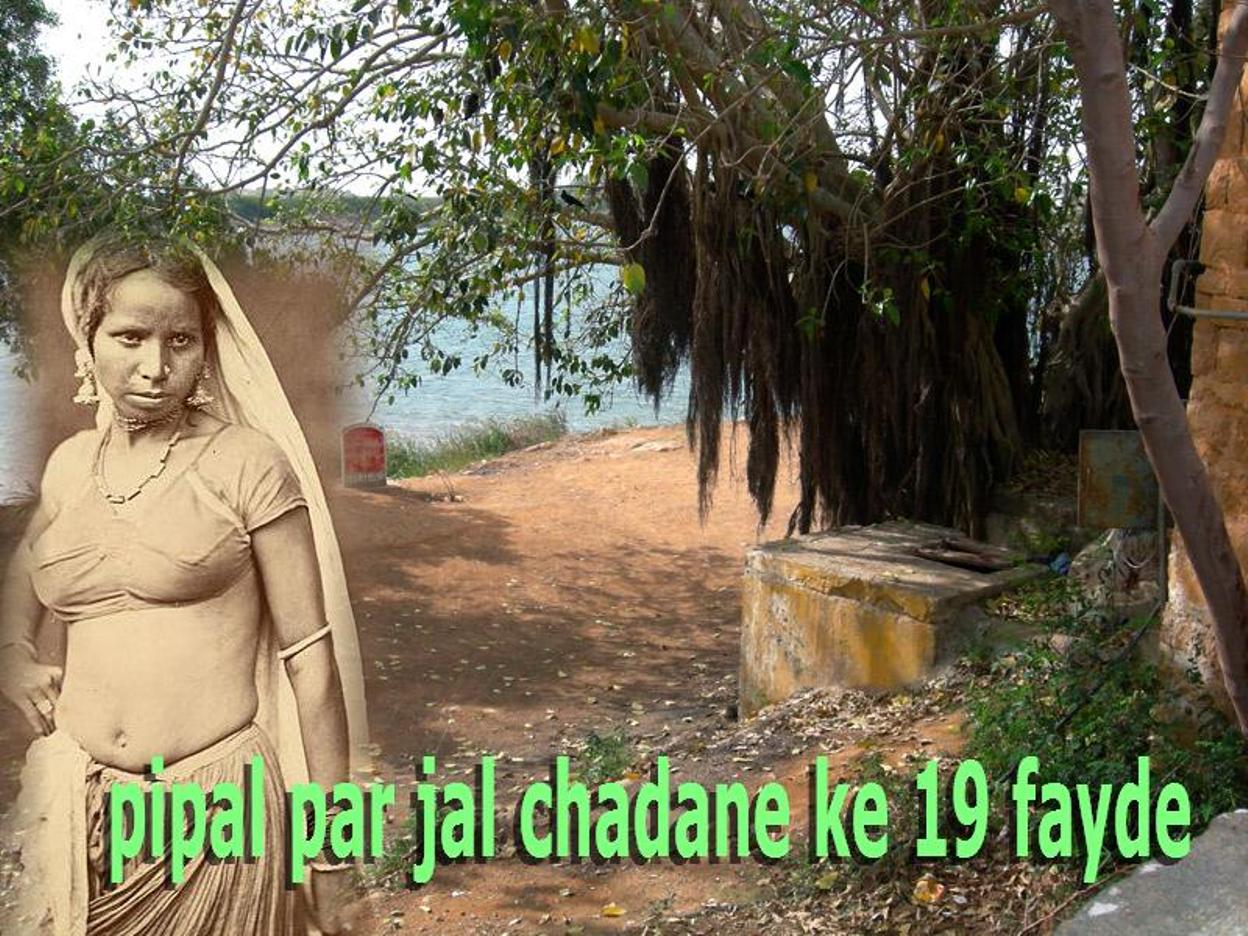 Read more about the article pipal par jal chadane ke 20 fayde धार्मिक व वैज्ञानिक लाभ