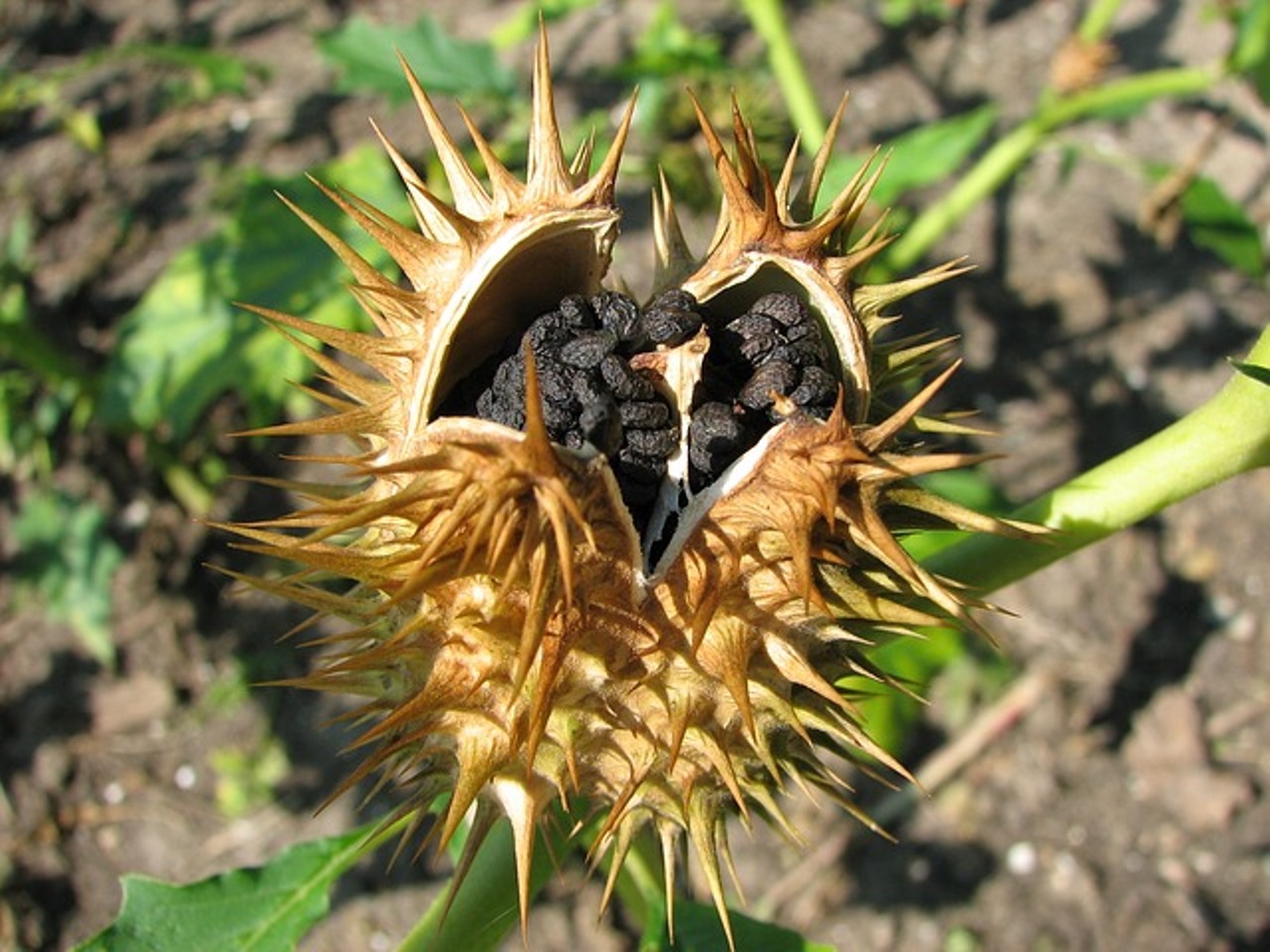 धतूरा खाने से क्या होगा effect of eating datura seeds and flower