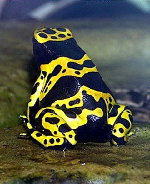 Poison Dart Frog