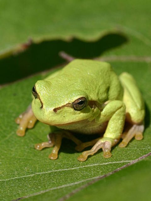 Tree Frogs