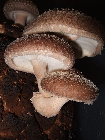 Shiitake Mushrooms