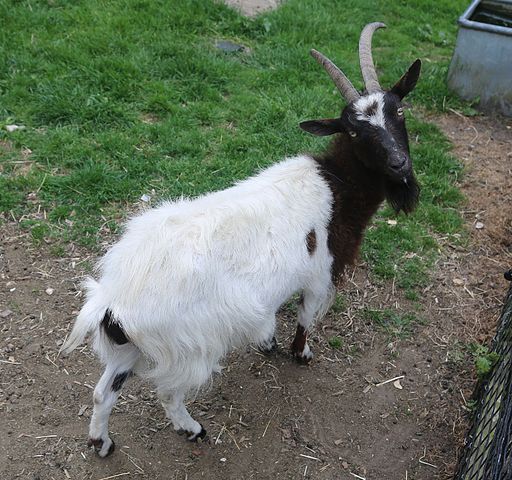 Bagot goat