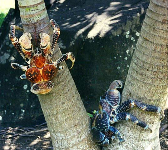 Coconut Crab