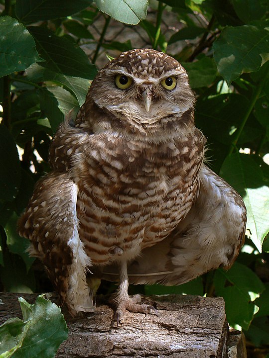 Burrowing Owls