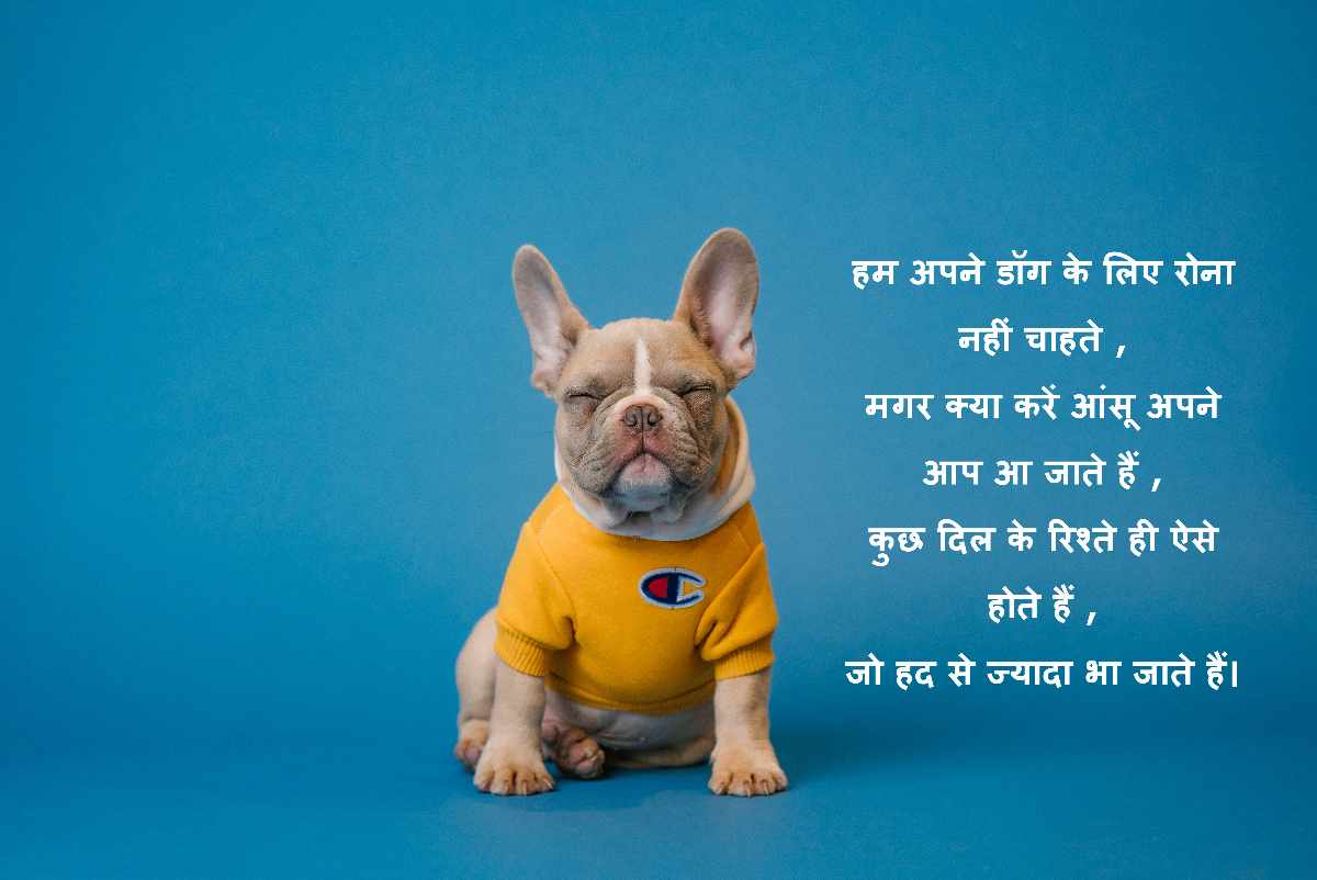 dog death shayari in hindi