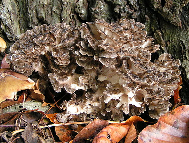 Maitake Mushrooms