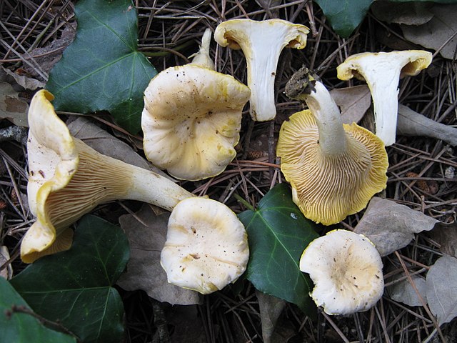 Chanterelle Mushrooms