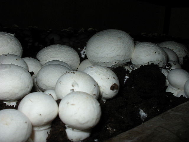 Button Mushrooms