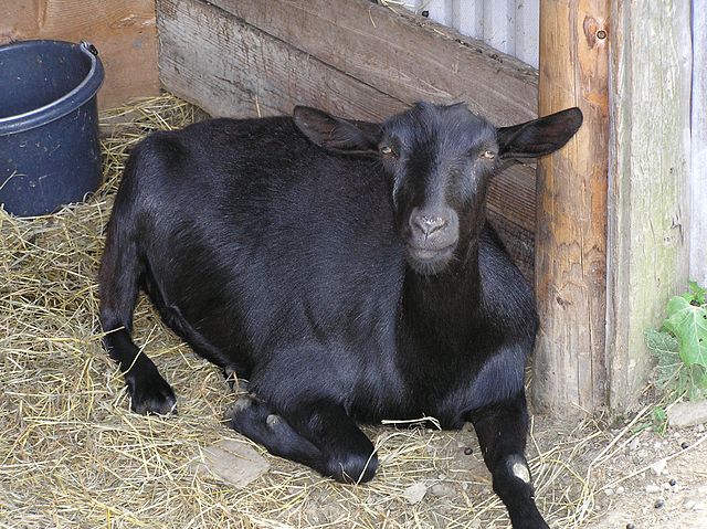 Oberhasli goat