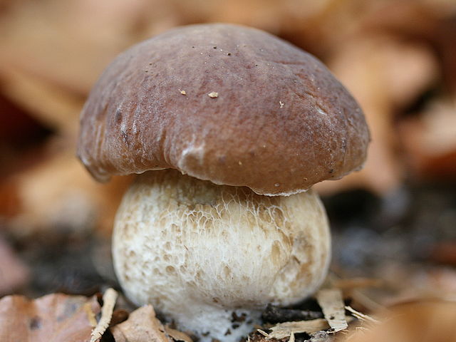 Porcini Mushrooms