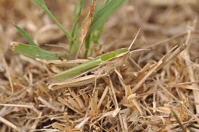 Lesser Marsh Grasshopper ( Chorthippus albomarginatus)