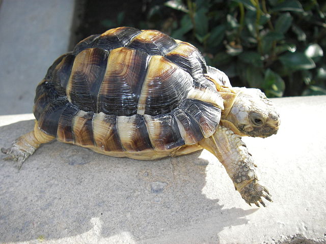 Kleinmann's tortoise