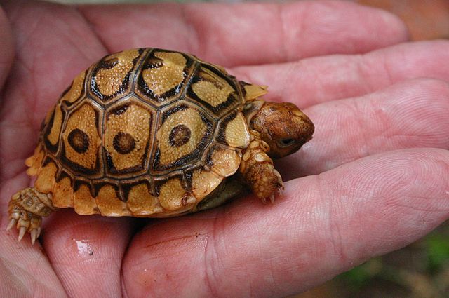 Leopard tortoise