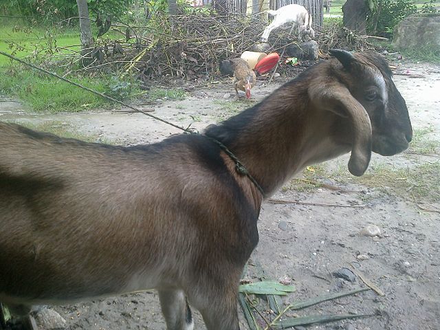 बकरी कितने प्रकार की होती है Jamnapari goat