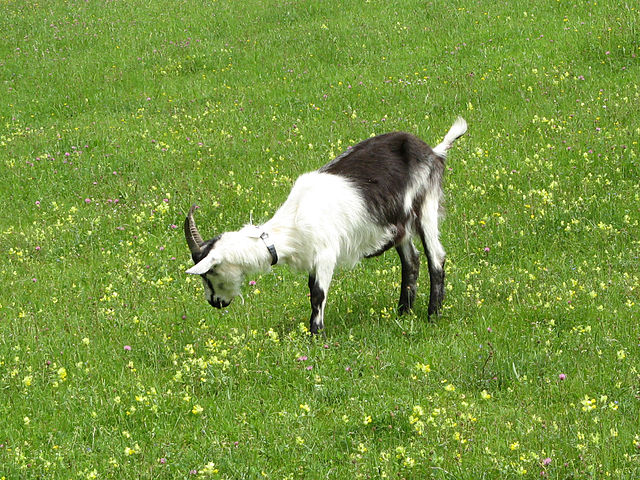 Peacock goat