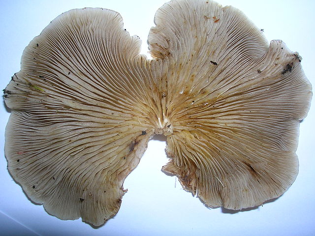 Oyster Mushrooms