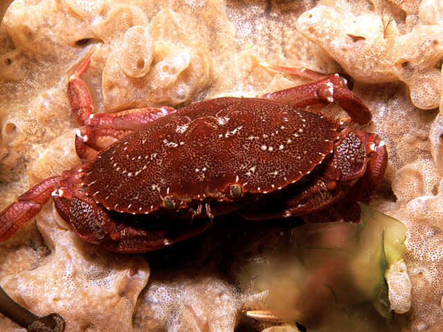 Rock Crabs