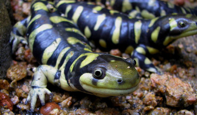 Tiger salamanders