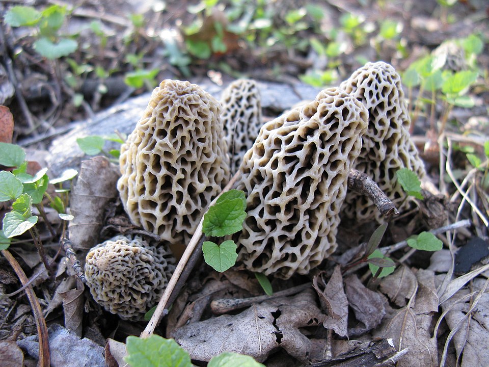 Morel Mushrooms