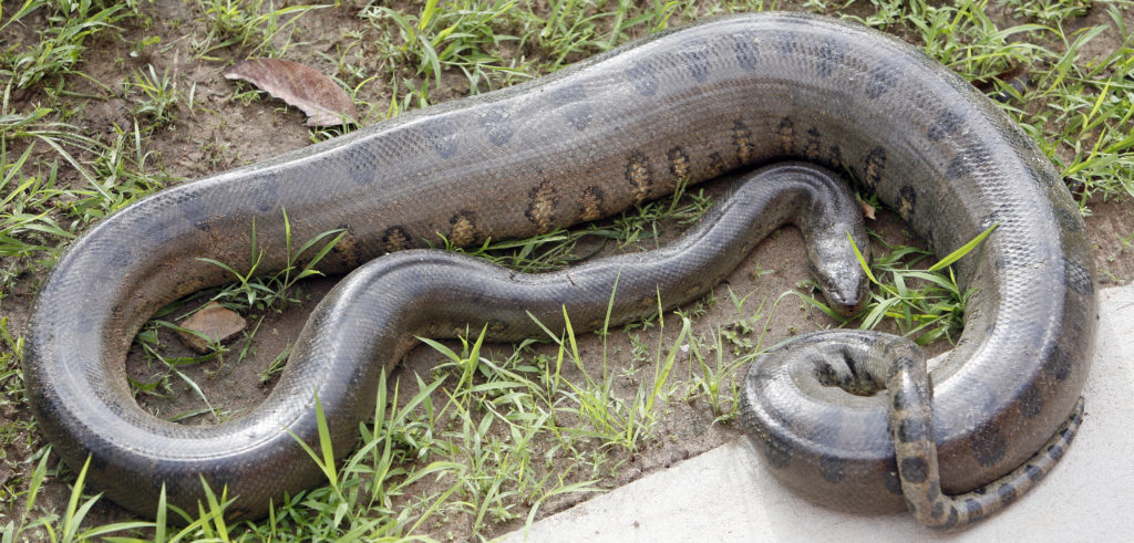 एनाकोंडा के बारे मे रोचक जानकारी interesting facts of Anaconda Anaconda