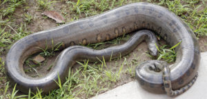 Read more about the article ‌‌‌एनाकोंडा के बारे मे रोचक जानकारी  interesting facts of Anaconda
