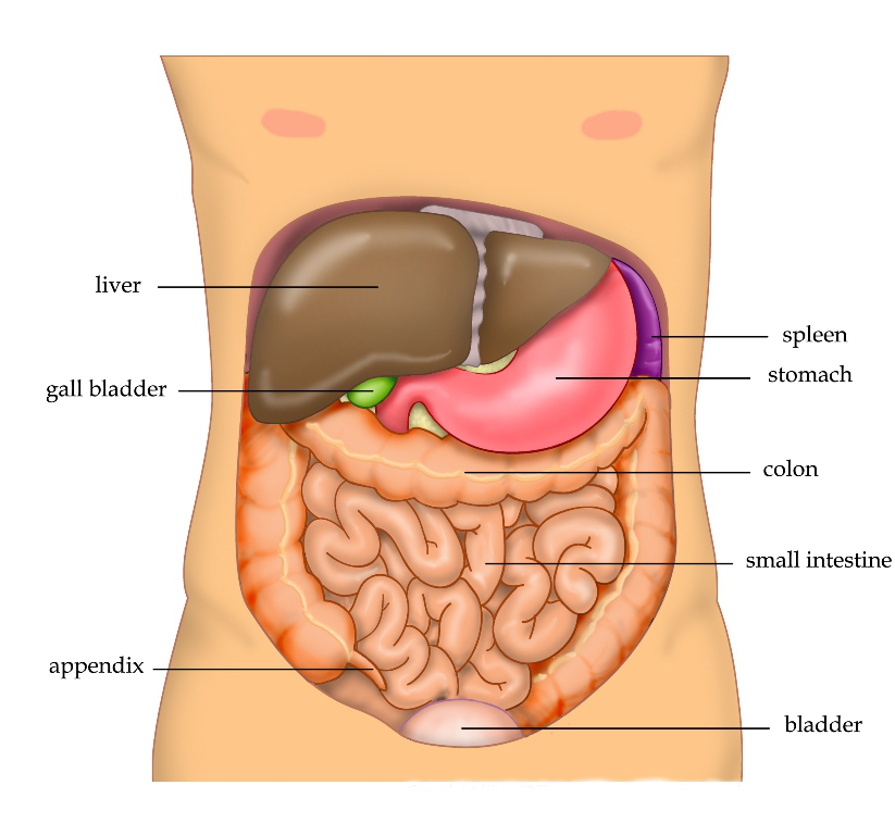 Read more about the article लिवर खराब की पहचान  के लक्षण liver damage ke lakshan