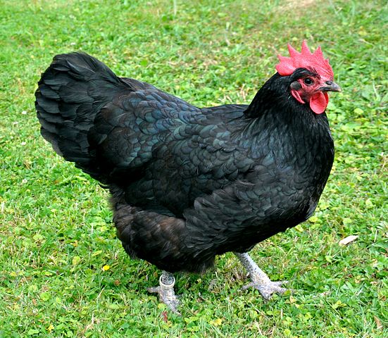 Australorp Roosters