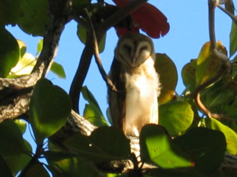  Barn Owl