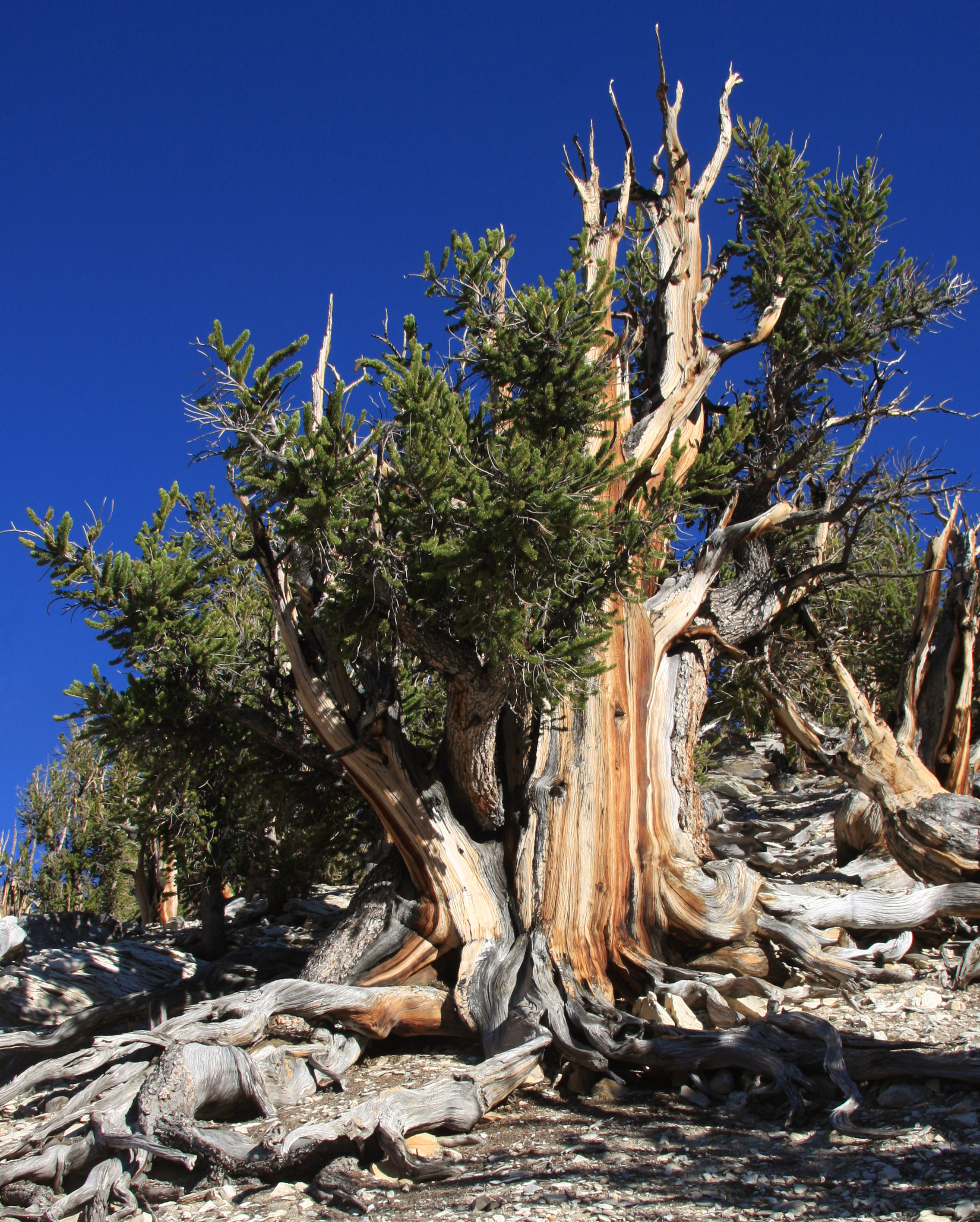 Read more about the article दुनिया के 12 सबसे पुराने पेड़ top 12 world oldest tree