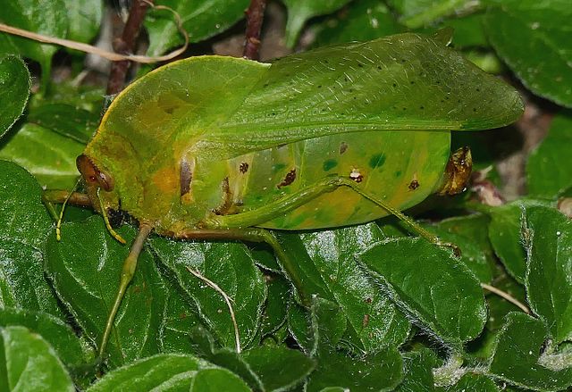 Bladder Grasshoppers