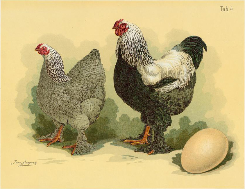 Brahma Roosters