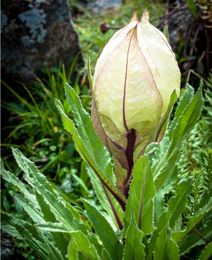 Saussurea obvallata