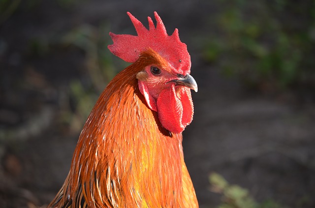 Buff Orpington Roosters