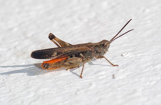 Common Field Grasshopper (Chorthippus brunneus)