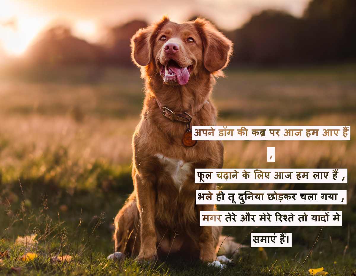 dog quote for death