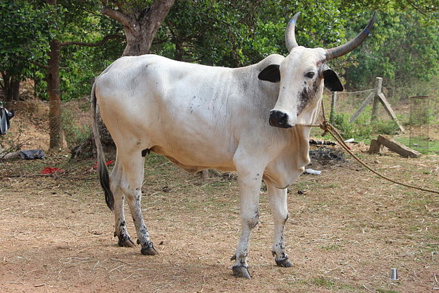 Deoni cow