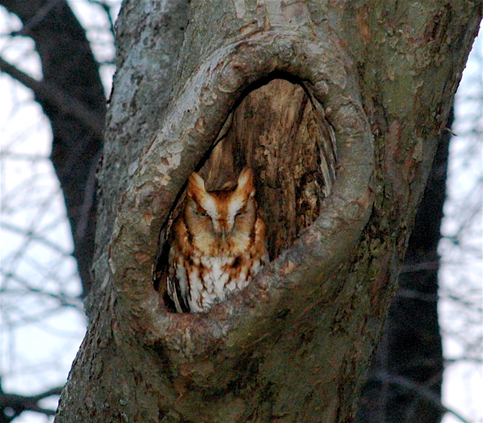 Eastern Screech Owl