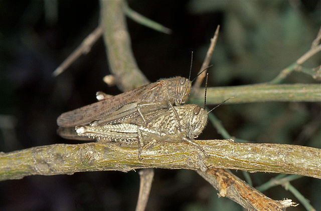 Egyptian Locust 