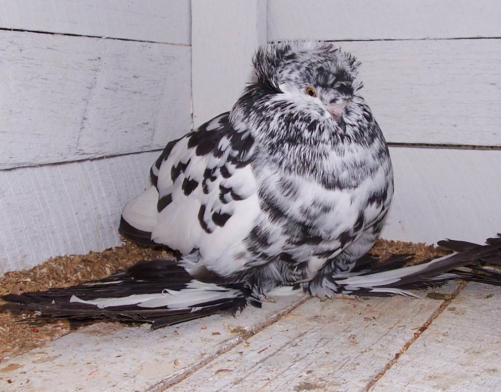 English trumpeter pigeon