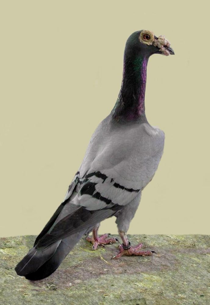 English carrier pigeon