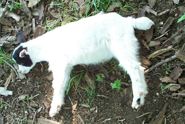 Fainting goat