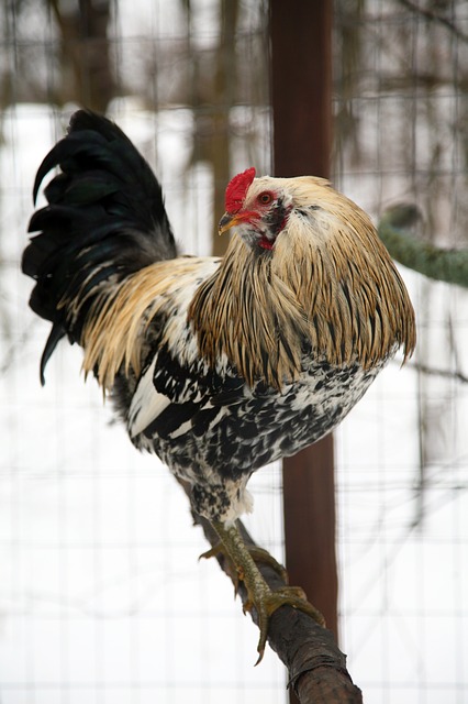 Faverolle Rooster