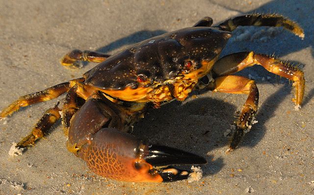 Florida Stone Crab