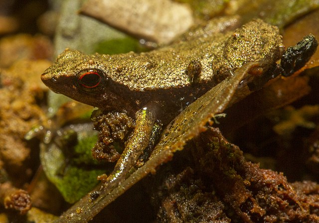 Gardiner's Seychelles frog