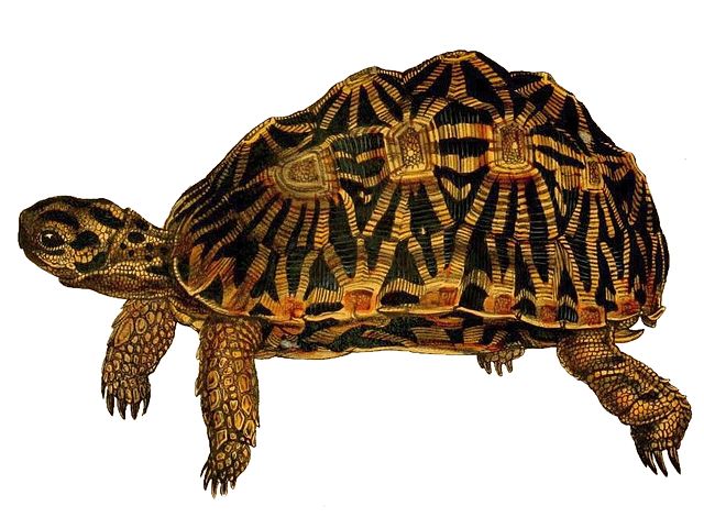 Geometric tortoise