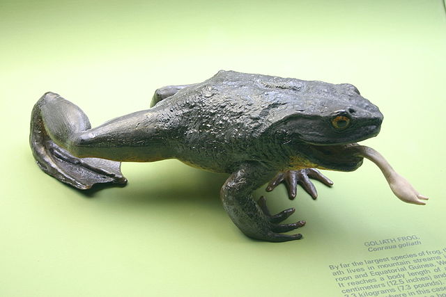 goliath frog in hindi