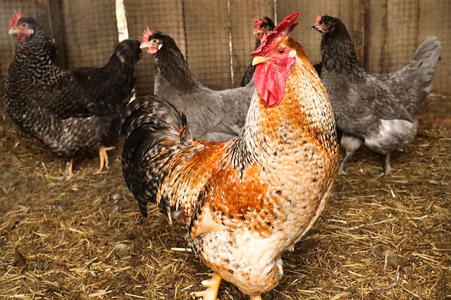 Read more about the article मुर्गा कितने प्रकार का होता है ?  List of chicken breeds